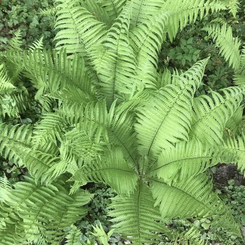 荚果蕨喜湿观叶植物庭院蕨类耐阴