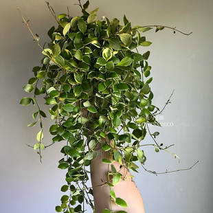 花与花器 休斯科尔外锦球兰 休内球兰室内垂吊兰绿植花卉植物盆栽