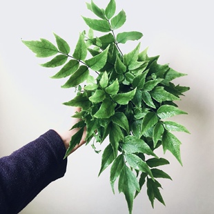 花与花器 贯众蕨 耐寒蕨零下16度阳台庭院花镜盆栽地栽耐阴绿植物