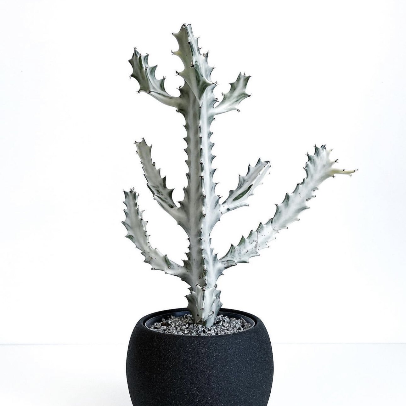 花与花器白龙骨稀有多肉白帝锦仙人掌大戟科柱形桌面造景沙生植物