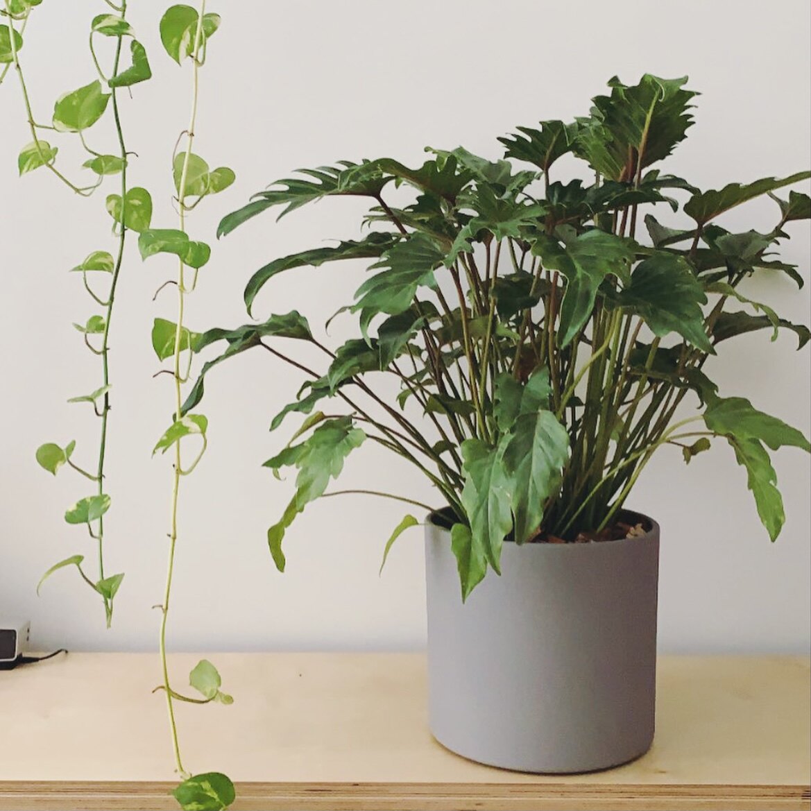 花与花器 小天使蔓绿绒 室内桌面绿植物盆栽 耐阴水培春羽龟背竹