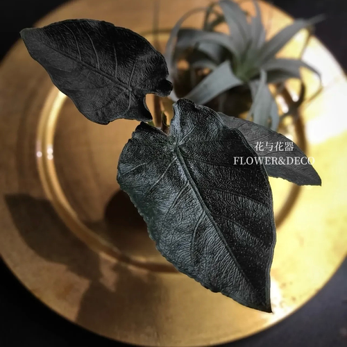 花与花器 安托罗黑丝绒海芋Alocasia antoro velet室内绿植物盆栽