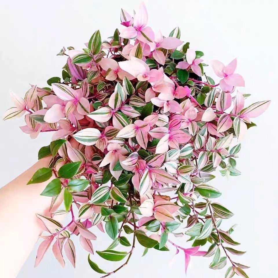 花与花器 婚礼吊兰锦 油画婚礼吊兰 荷兰进口 室内多年生垂藤植物,鲜花速递/花卉仿真/绿植园艺,绿植,淘宝优惠券,粉丝福利购,淘宝优惠卷