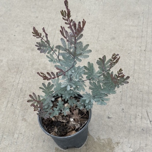 花与花器紫叶密羽合欢盆栽绿植含羞树室外阳台耐寒耐晒耐热多年生