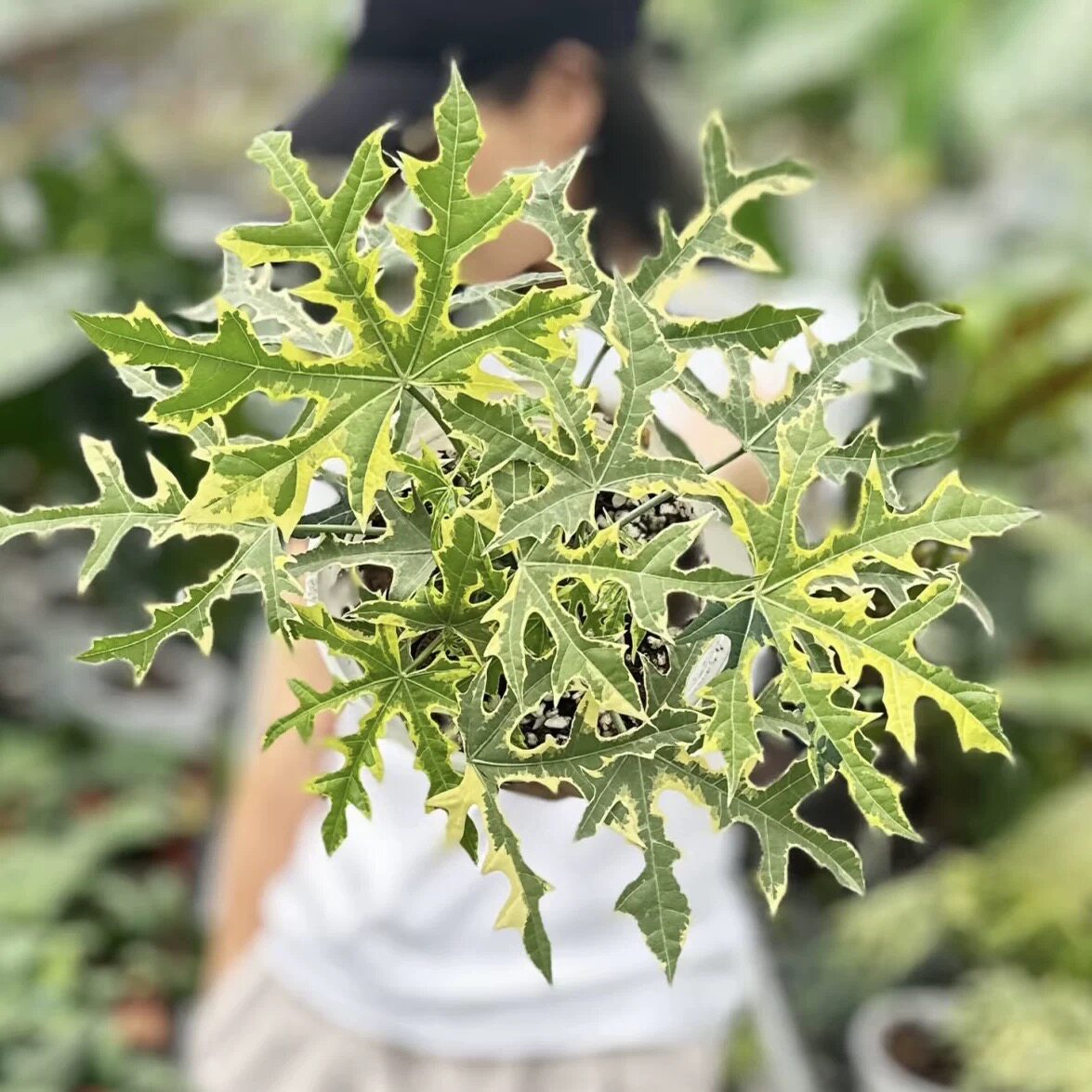 花与花器 岚枫锦树菠菜锦 大戟科阳性木本植物阳台室内外盆栽绿植