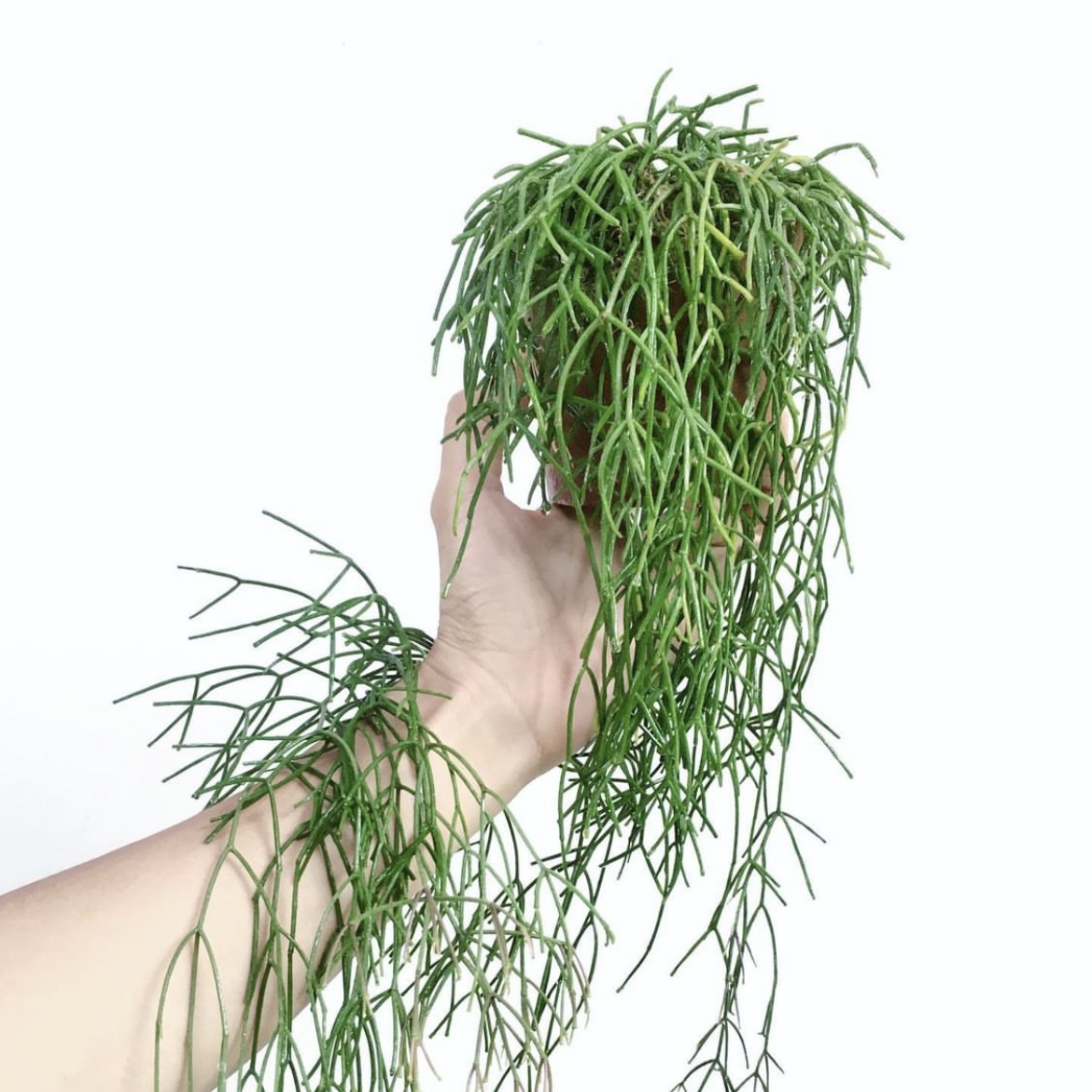 丝苇合集喀秋莎孔雀翎吊兰绿植