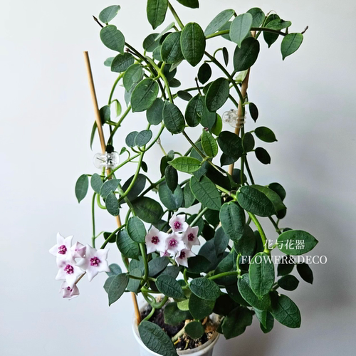 花与花器 石生球兰 Hoya Lithophytica 小叶勤花室内垂吊绿植盆栽