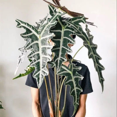 花与花器 诺比鱼骨海芋 ins风网红绿植北欧风室内观叶绿植物盆栽