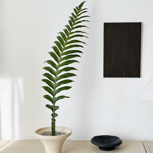 花与花器 一叶成景室内耐阴好养网红蕨类植物绿植盆栽 王冠蕨盆栽