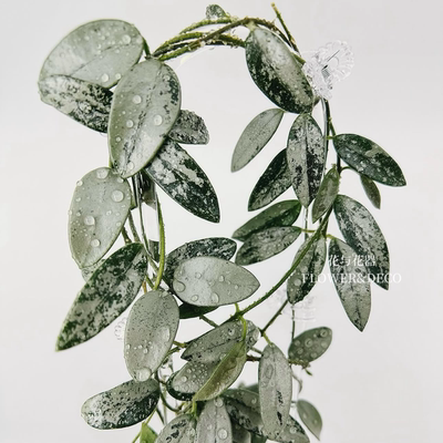 花与花器 全银长叶利马球兰Hoya Limasilver新品珍稀利玛球兰盆栽