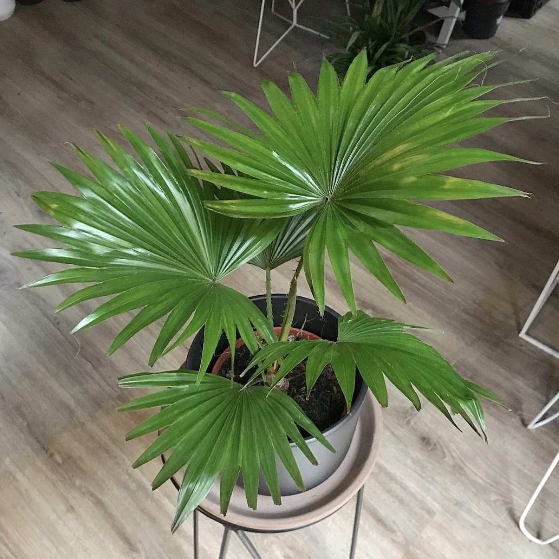 蒲葵盆栽袖珍椰子阳台耐寒绿植物