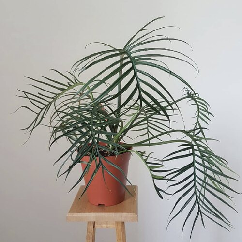 花与花器 鱼骨蔓绿绒ins网红热植绿植盆栽室内阳台植物爬藤植物
