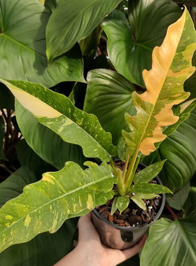 花与花器 火之戒锦蔓绿绒 焦糖大理石室内外耐阴好养观叶盆栽植物