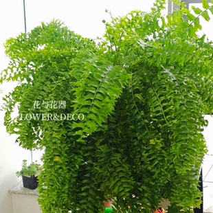 花与花器 鱼尾蕨缀化波斯顿蕨霸王蕨爱琴海蕨类植物室内耐阴垂吊