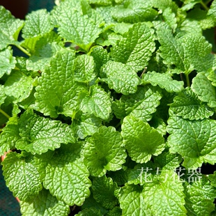 花与花器 柠檬香蜂草 可食用香草植物盆栽克拉香草柠檬薄荷能泡水