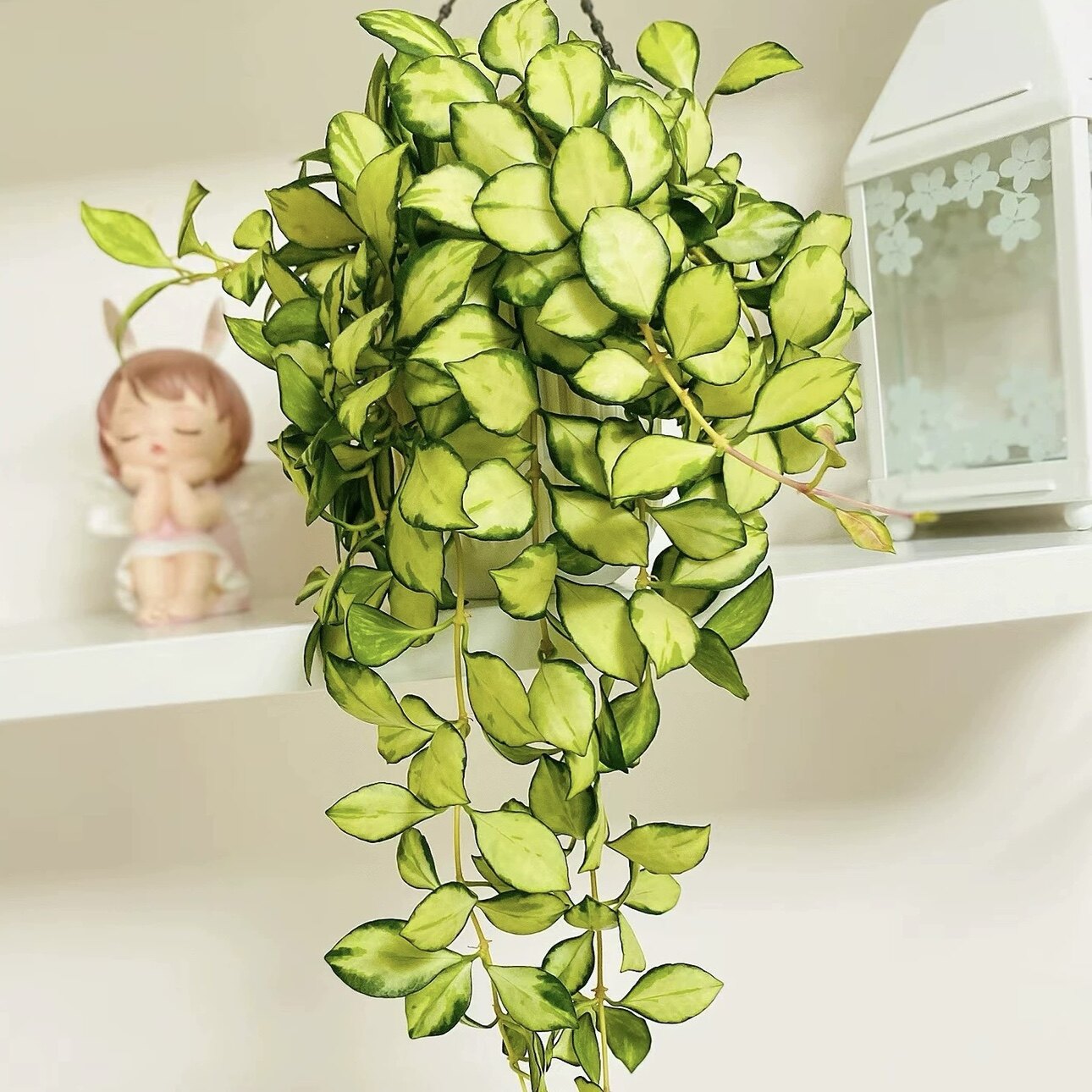 花与花器 休斯科尔内锦球兰 休内球兰 垂吊室内绿植花卉植物盆栽