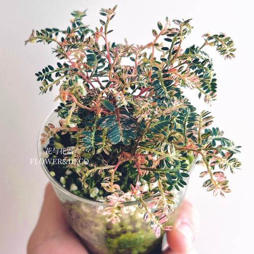 花与花器 泰国粉锦叶下珠 Phyllanthus urinaria桌面雨林绿植盆栽
