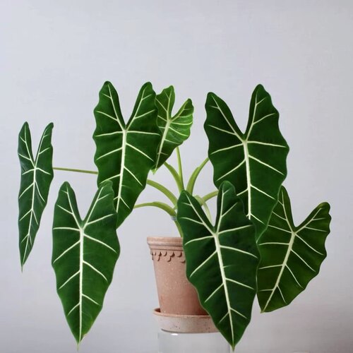 花与花器绿天鹅绒海芋大盆多株