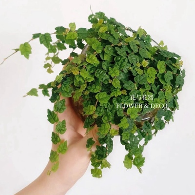 花与花器小叶薜荔掌叶薜荔金心薜荔微景观造景爬墙盆栽雨林缸耐阴