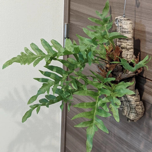 花与花器 槲蕨 板植附生蕨类植物室内绿植鹿角蕨挂墙植物盆栽耐阴