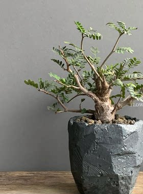花与花器 沙漠苏木 老桩块根盆栽造型树形绿植室内阳台耐干好养