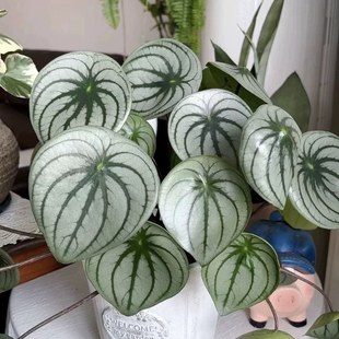 花与花器 麒麟瓜椒草 大叶西瓜皮 室内耐阴绿植盆栽桌面阳台耐旱