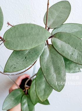 花与花器 银币球兰Hoya Silver Dollar稳定全斑稀有品种垂吊爬藤