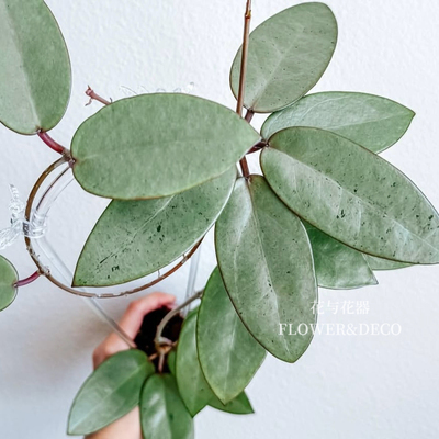 花与花器 银币球兰Hoya Silver Dollar稳定全斑稀有品种垂吊爬藤