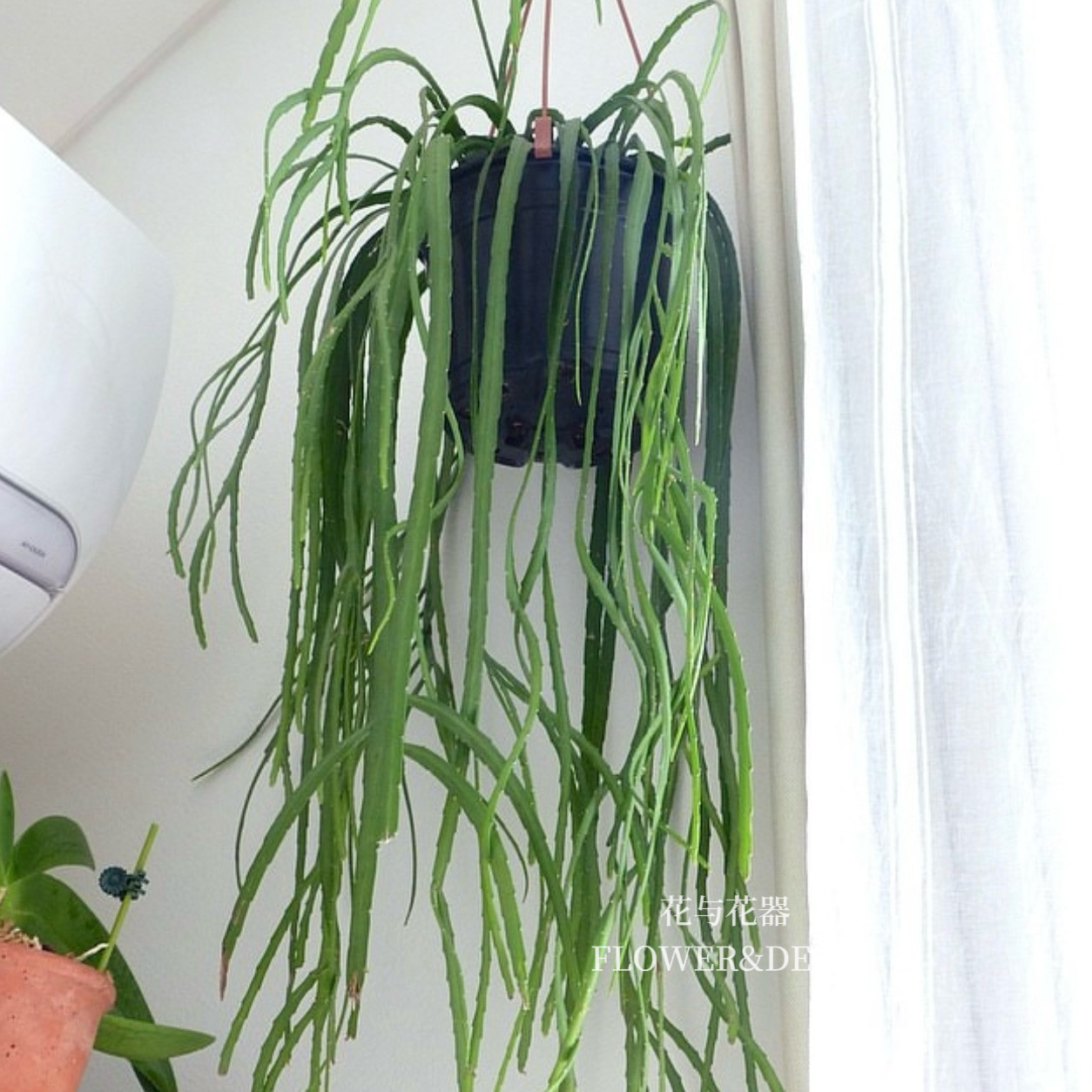花与花器 玻利维亚丝苇 室内垂吊绿植盆栽耐晒耐热耐旱观叶绿植物