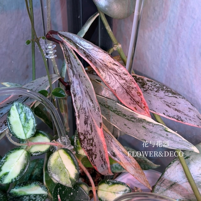花与花器 巴顿外锦球兰Hoya Pubicalyx Pink SilverAlbomarginata
