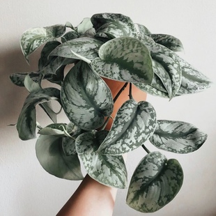 ins北欧室内耐阴绿植 绿萝垂吊植物盆栽 花与花器 大叶小叶银斑葛