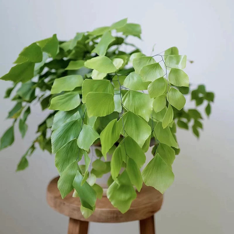 花与花器银币铁线蕨室内绿植盆栽