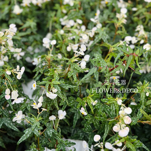 花与花器 小天使开普敦秋海棠 网红室内绿植盆栽耐阴开花桌面植物