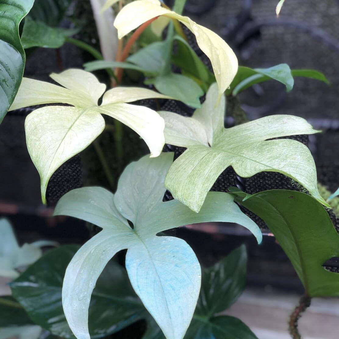 花与花器 幽灵蔓绿绒 佛罗里达飞机锦室内耐阴好养耐旱绿植物盆栽图片