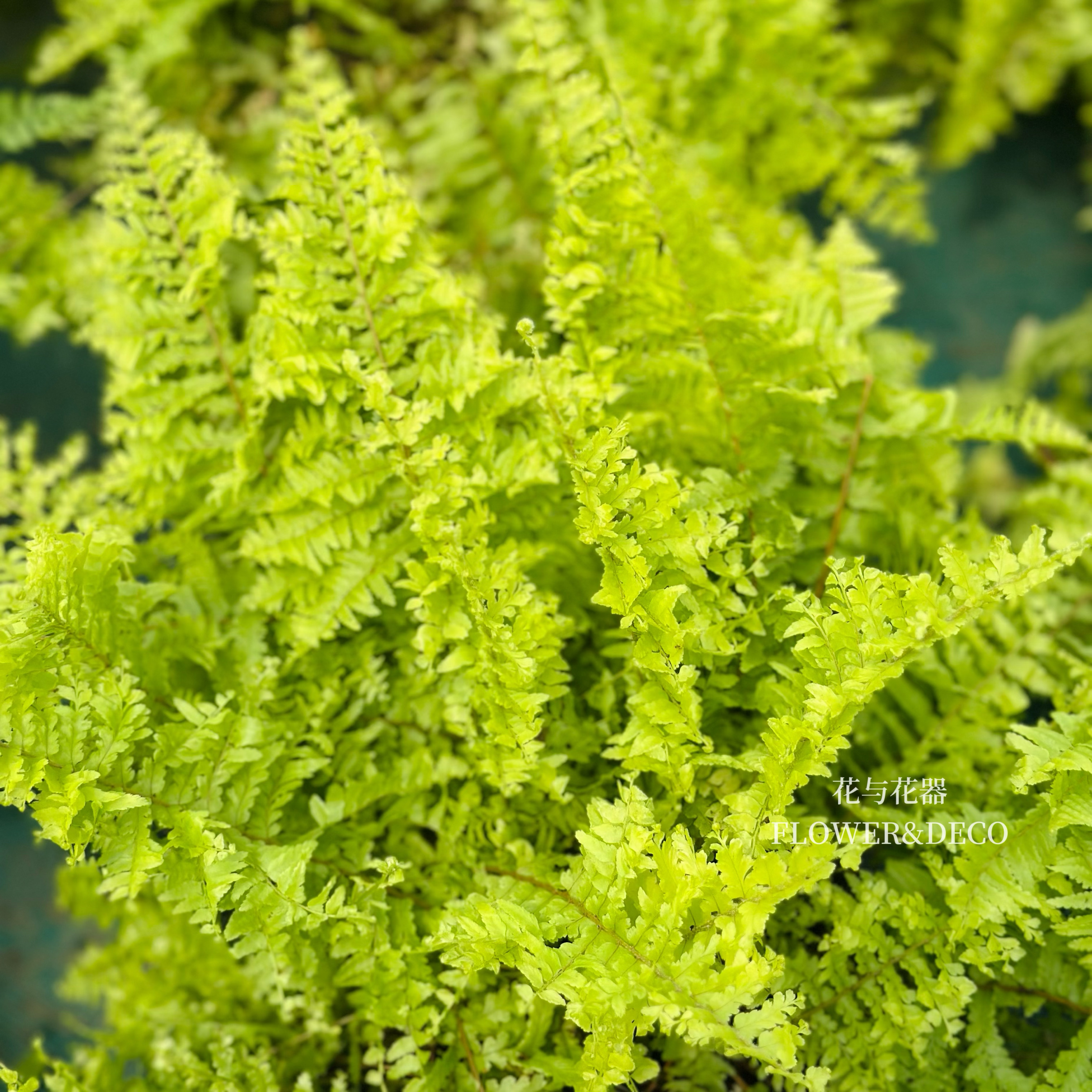 花与花器 黄金波斯顿蕨金发女郎蕾丝蕨类植物绿植盆栽室内垂吊兰