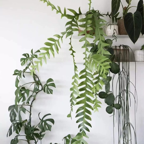 花与花器孔雀昆布昙花植物盆栽