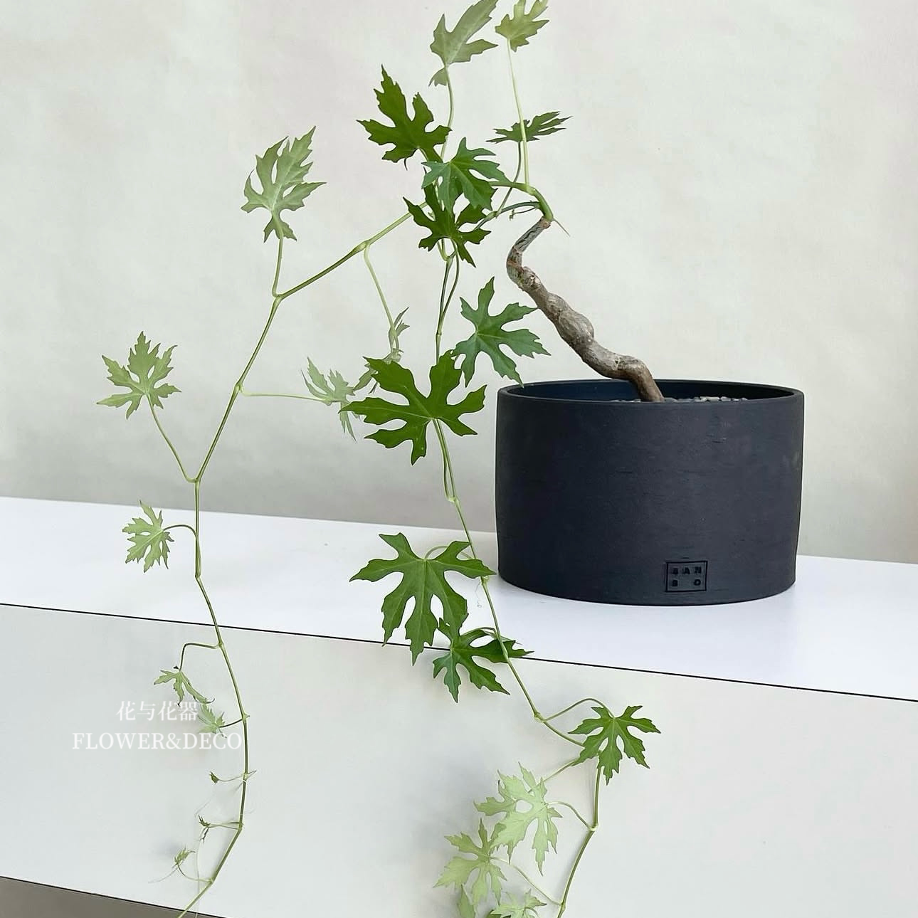 花与花器 枫叶苦瓜 块根植物 室内阳台垂吊爬藤绿植盆栽ins风好养