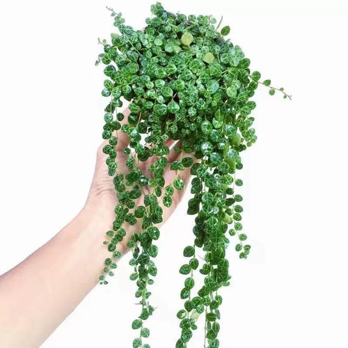 花与花器 世界宝石吊兰 纽扣椒草 阳台室内外庭院垂吊绿植物盆栽