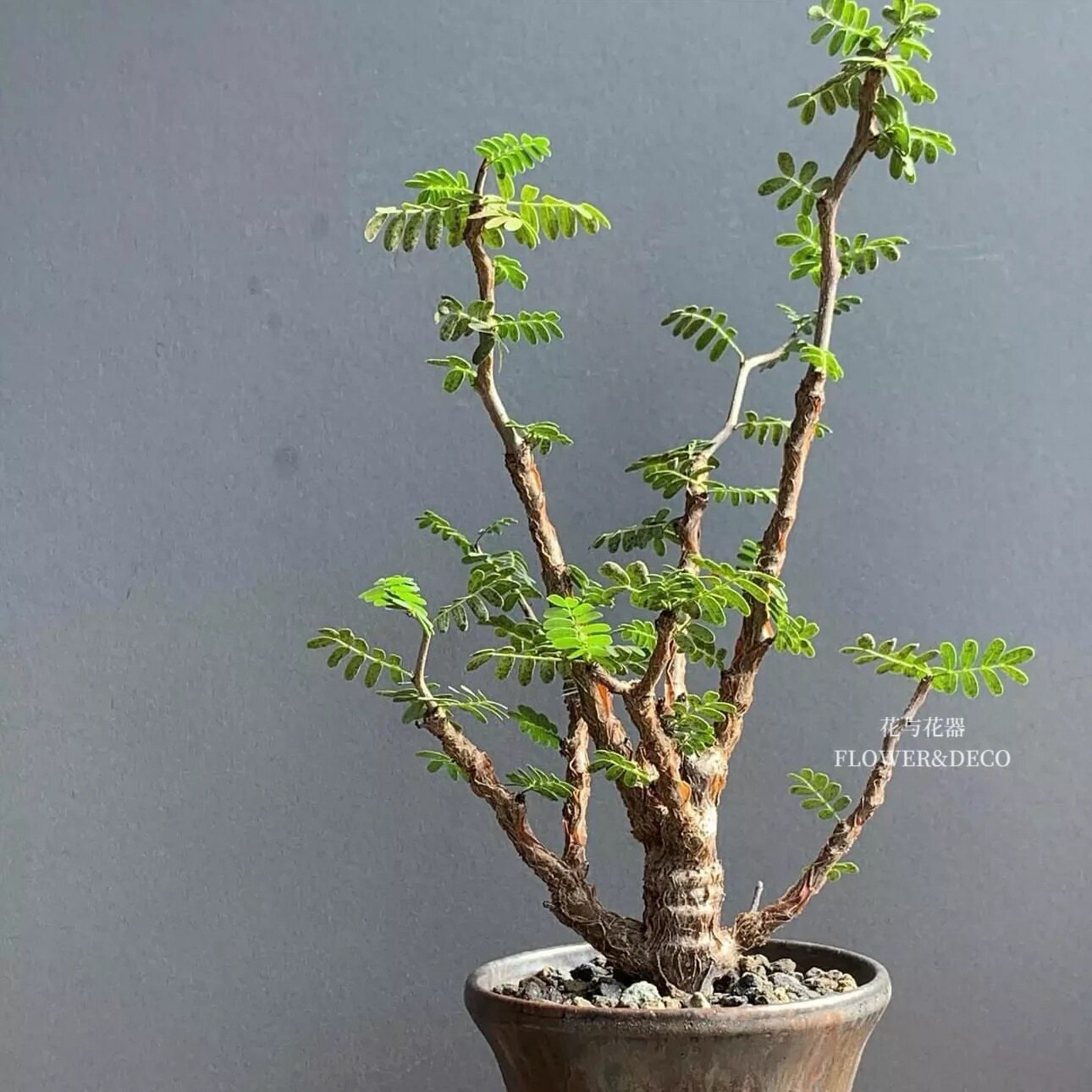 花与花器 沙漠苏木块根植物马达加斯加观叶绿植盆栽室内阳台好养