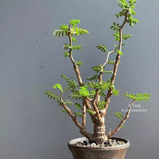 花与花器 沙漠苏木块根植物马达加斯加观叶绿植盆栽室内阳台好养