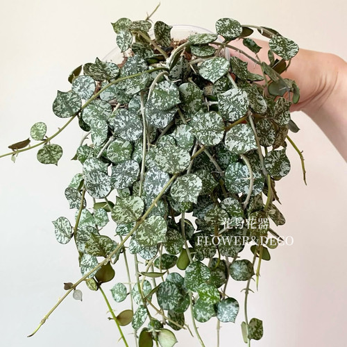 花与花器 章鱼球兰 趣味观叶观花吊兰球兰室内阳台爬藤绿植物盆栽