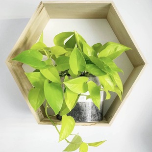 室内桌面耐阴绿植物盆栽绿植墙绿化苗 黄金葛盆栽 花与花器 绿萝