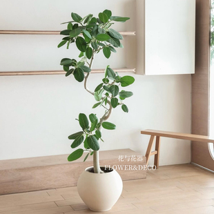 黃金榕 花與花器 孟加拉榕 富貴榕 高山榕 琴葉榕室內(nèi)綠植物盆栽