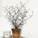 ins风室内外耐阴观叶绿植物盆栽 铁丝网高登 花与花器 新西兰灌木