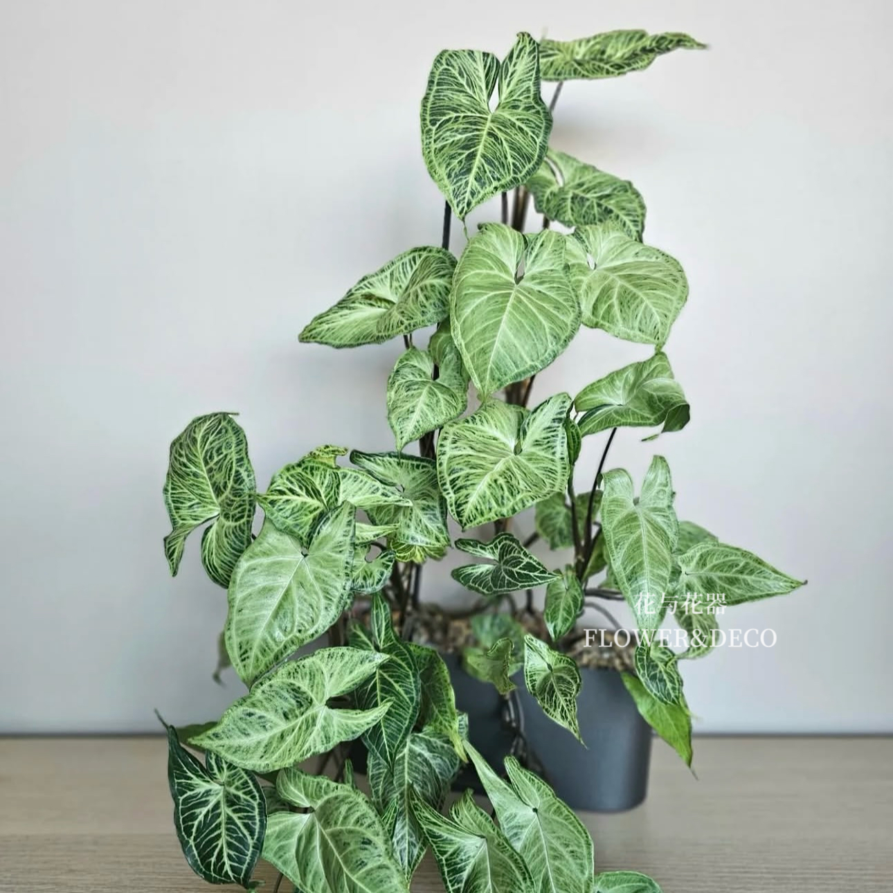 花与花器 巴迪布纹合果芋 绿精灵室内桌面阳台四季常青绿植物盆栽