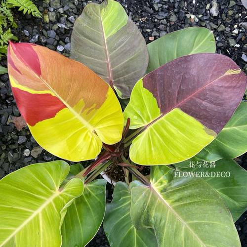 花与花器 嵌合体蔓绿绒锦奥兰治蔓绿绒 天南星科室内阳台绿植盆栽