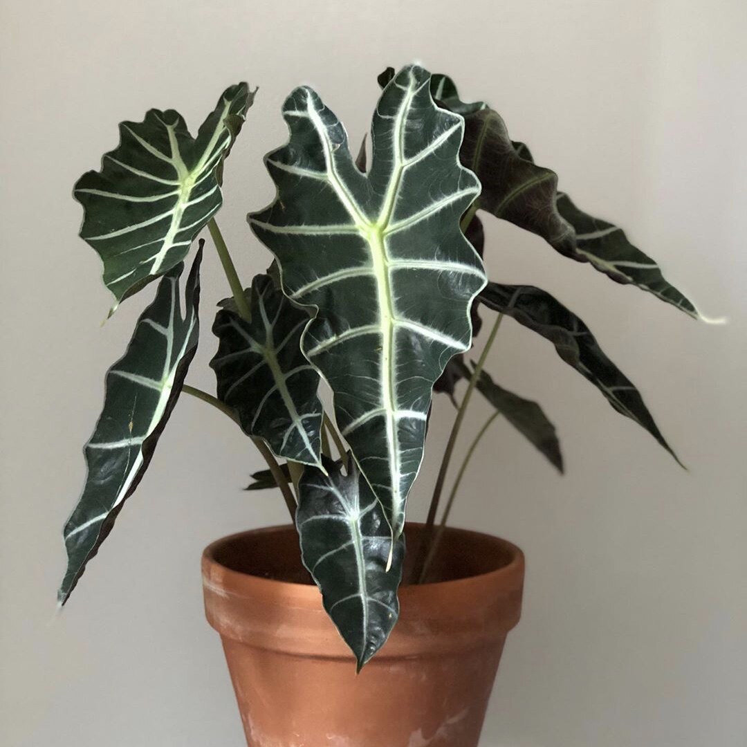花与花器 非洲面具 大仙女海芋绿天鹅绒萨利安室内绿植物盆栽耐阴