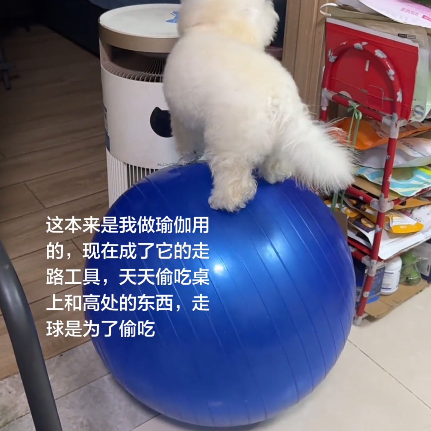 狗狗平衡训练防爆瑜伽球自嗨走球