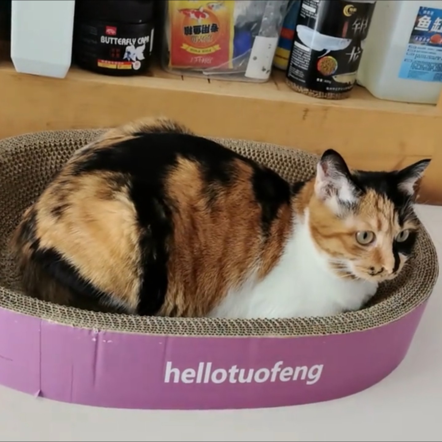 椭圆猫抓板深不可测猫窝耐磨耐抓不掉屑狗狗磨爪器猫抓盆宠物用品,宠物/宠物食品及用品,猫抓板,淘宝优惠券,粉丝福利购,淘宝优惠卷