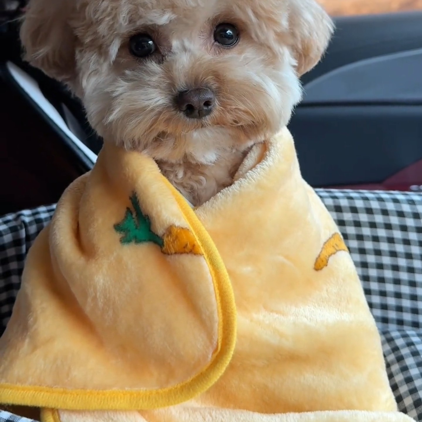 宠物盖毯毛毯秋冬防着凉保暖神器猫咪幼犬珊瑚绒被子狗狗裹巾用品,宠物/宠物食品及用品,猫笼子/猫别墅,淘宝优惠券,粉丝福利购,淘宝优惠卷